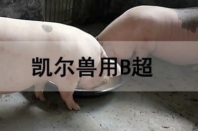 豬場獸用B超機怎么使用檢查懷孕母豬?