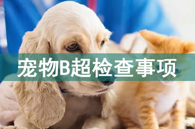 寵物b超臨床檢查前需要做哪些準備方便做