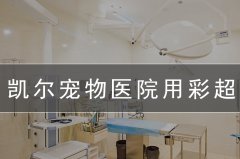 寵物醫院用寵物b超可以查什么項目