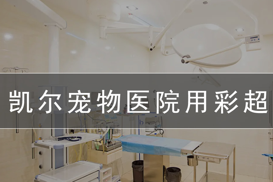 寵物醫院用寵物b超